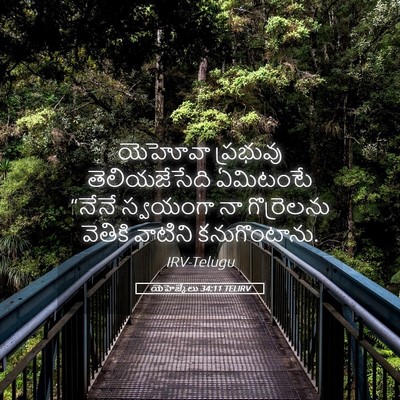 Picture 05 - యెహెజ్కేలు 34:11 TELIRV - యెహోవా ప్రభువు - Bible Verse Picture