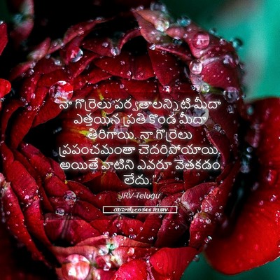 Picture 05 - యెహెజ్కేలు 34:6 TELIRV - నా గొర్రెలు - Bible Verse Picture