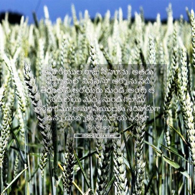 Picture 05 - యెహోషువ 12:2 TELIRV - అమోరీయుల రాజు - Bible Verse Picture