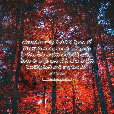 Picture 05 - యెహోషువ 4:3 TELIRV - యాజకుల కాళ్లు - Bible Verse Picture