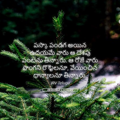 Picture 05 - యెహోషువ 5:11 TELIRV - పస్కా పండగ అయిన - Bible Verse Picture