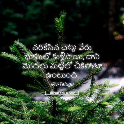 Picture 05 - యోబు 14:8 TELIRV - నరికేసిన చెట్టు - Bible Verse Picture