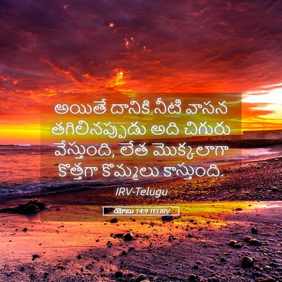 Picture 05 - యోబు 14:9 TELIRV - అయితే దానికి నీటి - Bible Verse Picture
