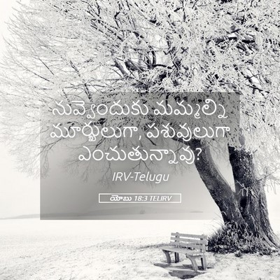 Picture 05 - యోబు 18:3 TELIRV - నువ్వెందుకు - Bible Verse Picture
