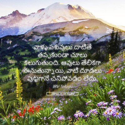 Picture 05 - యోబు 21:10 TELIRV - వాళ్ళ పశువులు - Bible Verse Picture