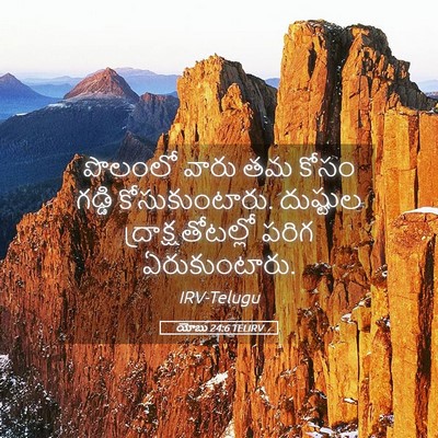 Picture 05 - యోబు 24:6 TELIRV - పొలంలో వారు తమ - Bible Verse Picture