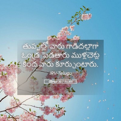 Picture 05 - యోబు 30:7 TELIRV - తుప్పల్లో వారు - Bible Verse Picture