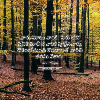 Picture 05 - యోబు 30:8 TELIRV - వారు మోటు వారికి, - Bible Verse Picture