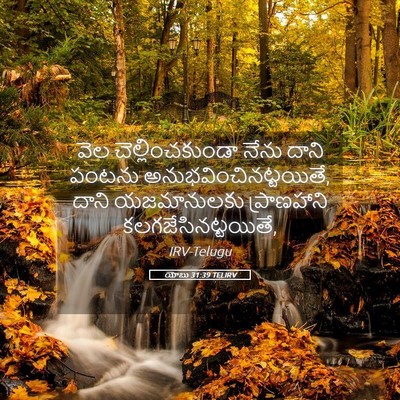 Picture 05 - యోబు 31:39 TELIRV - వెల చెల్లించకుండా - Bible Verse Picture