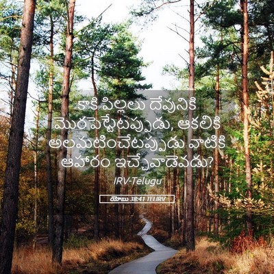 Picture 05 - యోబు 38:41 TELIRV - కాకి పిల్లలు - Bible Verse Picture