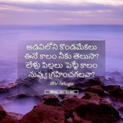 Picture 05 - యోబు 39:1 TELIRV - అడవిలోని - Bible Verse Picture