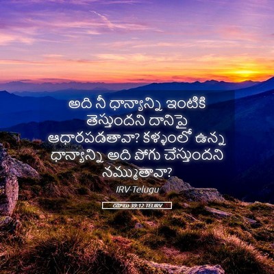Picture 05 - యోబు 39:12 TELIRV - అది నీ ధాన్యాన్ని - Bible Verse Picture