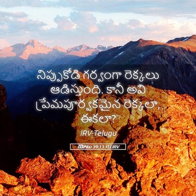 Picture 05 - యోబు 39:13 TELIRV - నిప్పుకోడి - Bible Verse Picture