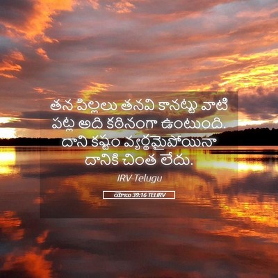 Picture 05 - యోబు 39:16 TELIRV - తన పిల్లలు తనవి - Bible Verse Picture