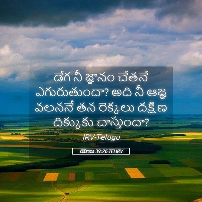 Picture 05 - యోబు 39:26 TELIRV - డేగ నీ జ్ఞానం - Bible Verse Picture