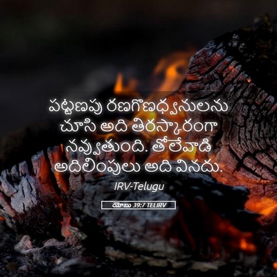 Picture 05 - యోబు 39:7 TELIRV - పట్టణపు - Bible Verse Picture