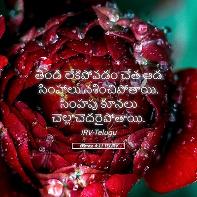 Picture 05 - యోబు 4:11 TELIRV - తిండి లేకపోవడం - Bible Verse Picture