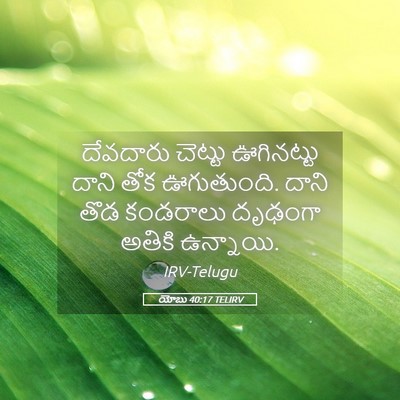 Picture 05 - యోబు 40:17 TELIRV - దేవదారు చెట్టు - Bible Verse Picture