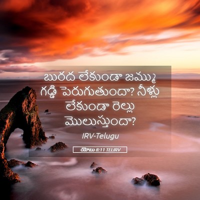 Picture 05 - యోబు 8:11 TELIRV - బురద లేకుండా - Bible Verse Picture