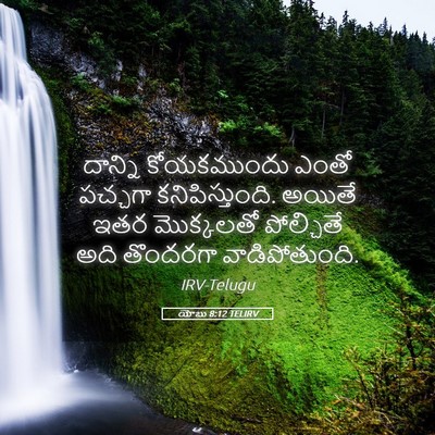 Picture 05 - యోబు 8:12 TELIRV - దాన్ని కోయకముందు - Bible Verse Picture