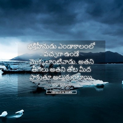 Picture 05 - యోబు 8:16 TELIRV - భక్తిహీనుడు - Bible Verse Picture
