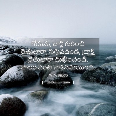 Picture 05 - యోవేలు 1:11 TELIRV - గోదుమ, బార్లీ - Bible Verse Picture