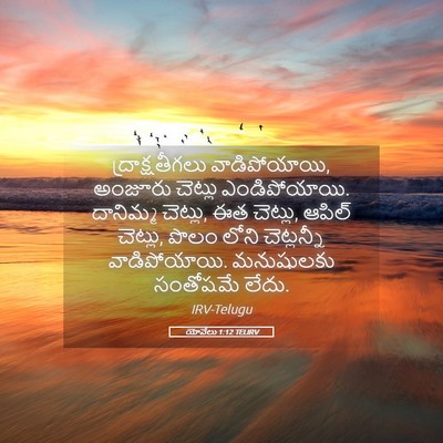 Picture 05 - యోవేలు 1:12 TELIRV - ద్రాక్షతీగలు - Bible Verse Picture