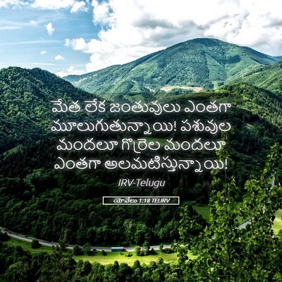 Picture 05 - యోవేలు 1:18 TELIRV - మేత లేక జంతువులు - Bible Verse Picture
