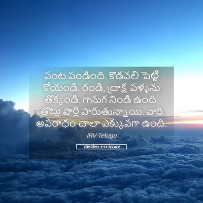Picture 05 - యోవేలు 3:13 TELIRV - పంట పండింది. - Bible Verse Picture