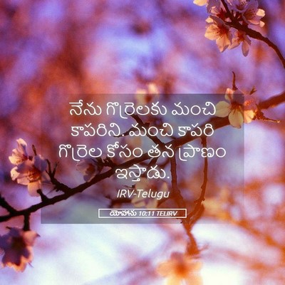 Picture 05 - యోహాను 10:11 TELIRV - నేను గొర్రెలకు - Bible Verse Picture