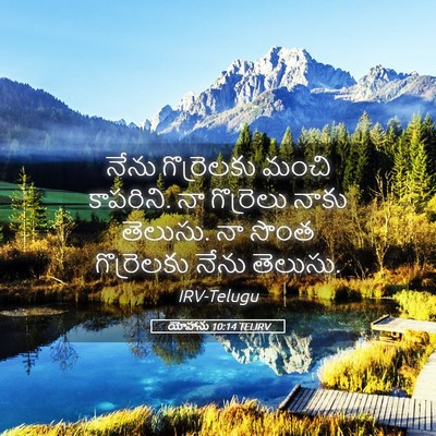 Picture 05 - యోహాను 10:14 TELIRV - నేను గొర్రెలకు - Bible Verse Picture