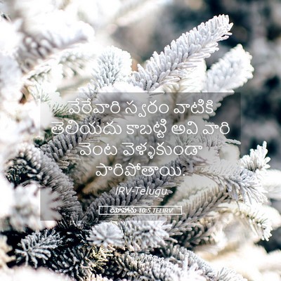 Picture 05 - యోహాను 10:5 TELIRV - వేరేవారి స్వరం - Bible Verse Picture