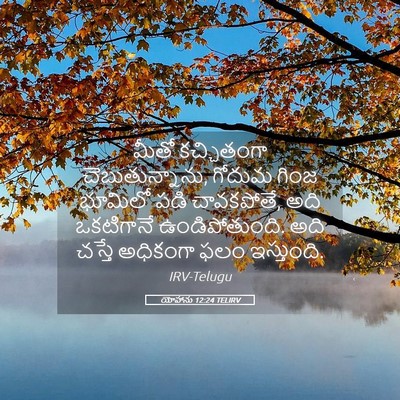 Picture 05 - యోహాను 12:24 TELIRV - మీతో కచ్చితంగా - Bible Verse Picture