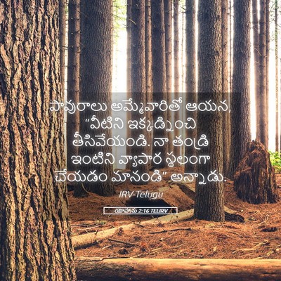 Picture 05 - యోహాను 2:16 TELIRV - పావురాలు - Bible Verse Picture
