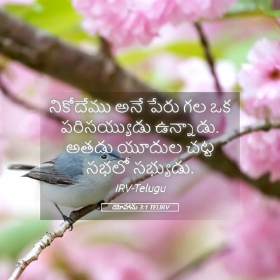 Picture 05 - యోహాను 3:1 TELIRV - నికోదేము అనే పేరు - Bible Verse Picture