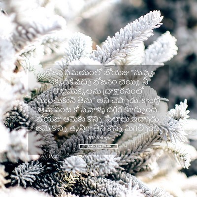 Picture 05 - రూతు 2:14 TELIRV - భోజన సమయంలో బోయజు - Bible Verse Picture