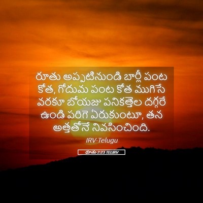 Picture 05 - రూతు 2:23 TELIRV - రూతు అప్పటినుండి - Bible Verse Picture