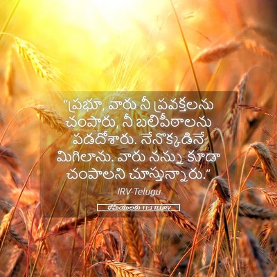 Picture 05 - రోమీయులకు 11:3 TELIRV - “ప్రభూ, వారు నీ - Bible Verse Picture