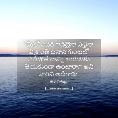 Picture 05 - లూకా 14:5 TELIRV - “మీలో ఎవరి - Bible Verse Picture