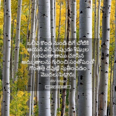 Picture 05 - లూకా 19:37 TELIRV - ఒలీవ కొండ నుండి - Bible Verse Picture