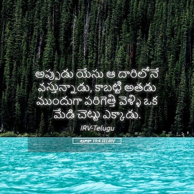 Picture 05 - లూకా 19:4 TELIRV - అప్పుడు యేసు ఆ - Bible Verse Picture
