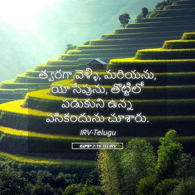 Picture 05 - లూకా 2:16 TELIRV - త్వరగా వెళ్ళి, - Bible Verse Picture