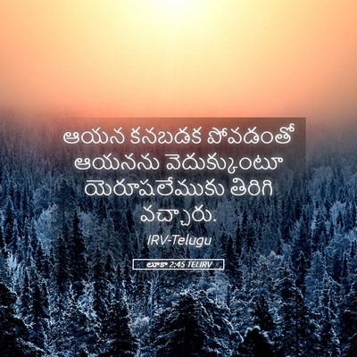Picture 05 - లూకా 2:45 TELIRV - ఆయన కనబడక పోవడంతో - Bible Verse Picture