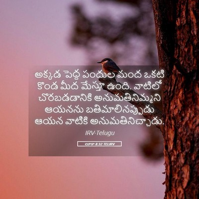 Picture 05 - లూకా 8:32 TELIRV - అక్కడ పెద్ద పందుల - Bible Verse Picture