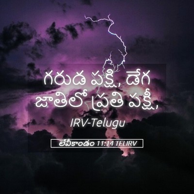 Picture 05 - లేవీకాండం 11:14 TELIRV - గరుడ పక్షి, డేగ - Bible Verse Picture
