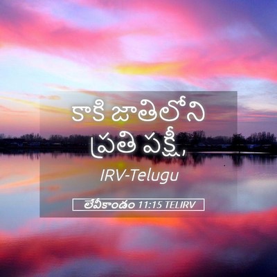 Picture 05 - లేవీకాండం 11:15 TELIRV - కాకి జాతిలోని - Bible Verse Picture