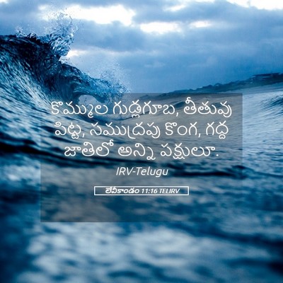 Picture 05 - లేవీకాండం 11:16 TELIRV - కొమ్ముల గుడ్లగూబ, - Bible Verse Picture
