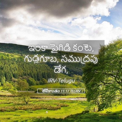 Picture 05 - లేవీకాండం 11:17 TELIRV - ఇంకా పైగిడి కంటె, - Bible Verse Picture