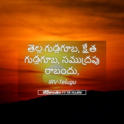 Picture 05 - లేవీకాండం 11:18 TELIRV - తెల్ల గుడ్లగూబ, - Bible Verse Picture
