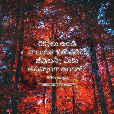 Picture 05 - లేవీకాండం 11:20 TELIRV - రెక్కలు ఉండి - Bible Verse Picture